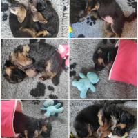 Adorables chiots berger allemand lof #7