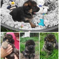 Adorables chiots berger allemand lof