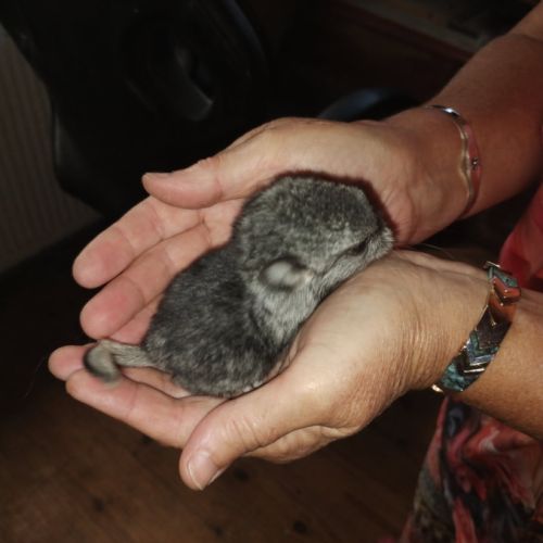 Bébés chinchillas apprivoisés #2