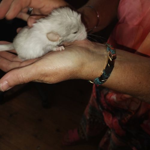 Bébés chinchillas apprivoisés #4