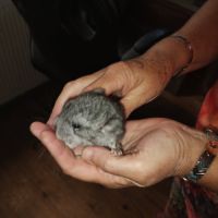 Bébés chinchillas apprivoisés #1