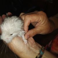 Bébés chinchillas apprivoisés #0