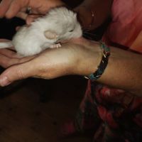 Bébés chinchillas apprivoisés #4
