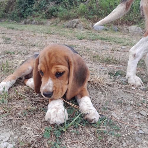 Chiots beagle lof #0