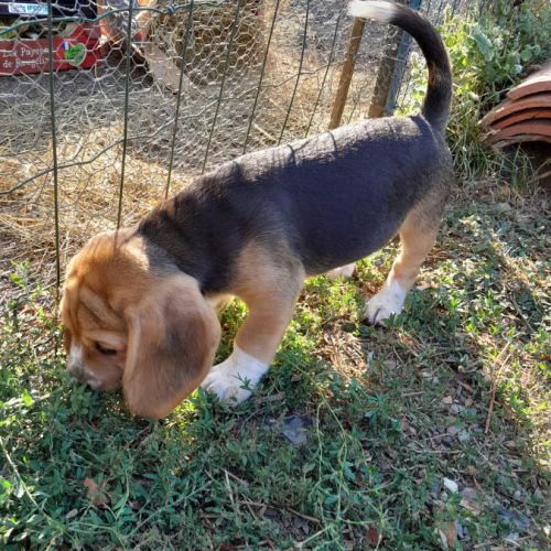 Chiots beagle lof #3