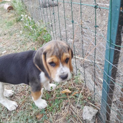 Chiots beagle lof #4