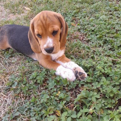 Chiots beagle lof #5