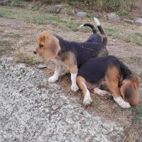 Chiots beagle lof #1