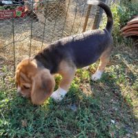 Chiots beagle lof #3