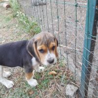 Chiots beagle lof #4