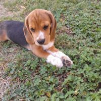 Chiots beagle lof #5