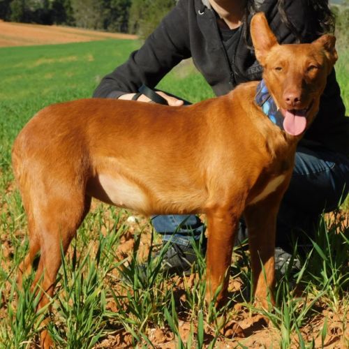 Adorable petite podenca à adopter #4