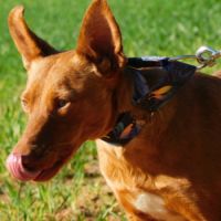 Adorable petite podenca à adopter