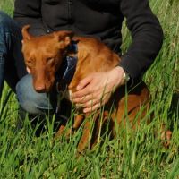 Adorable petite podenca à adopter #3