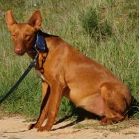 Adorable petite podenca à adopter #5