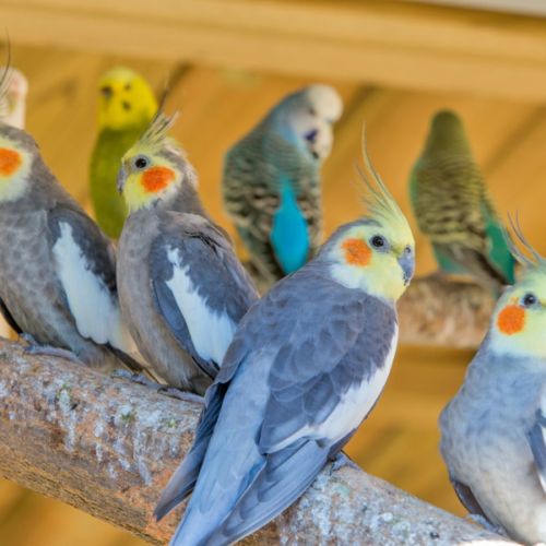 Calopsittes et perruches à vendre