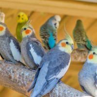 Calopsittes et perruches à vendre