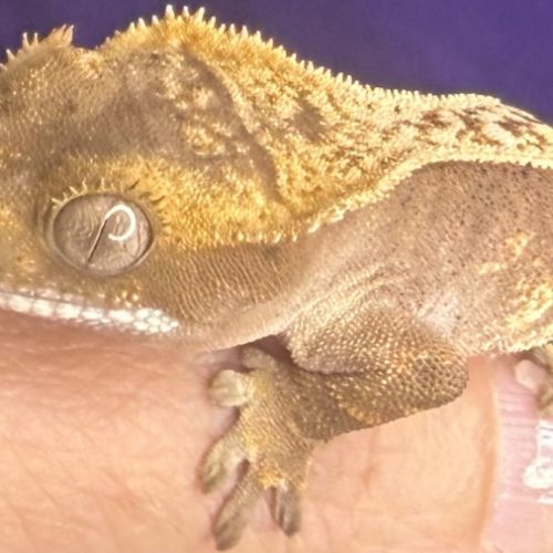 Gecko à crête juvénile #2