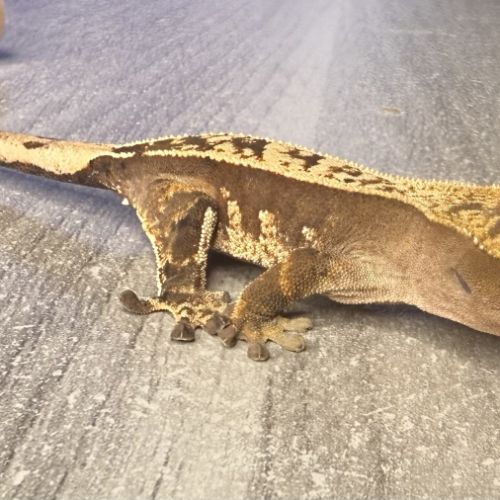 Gecko à crête juvénile #3