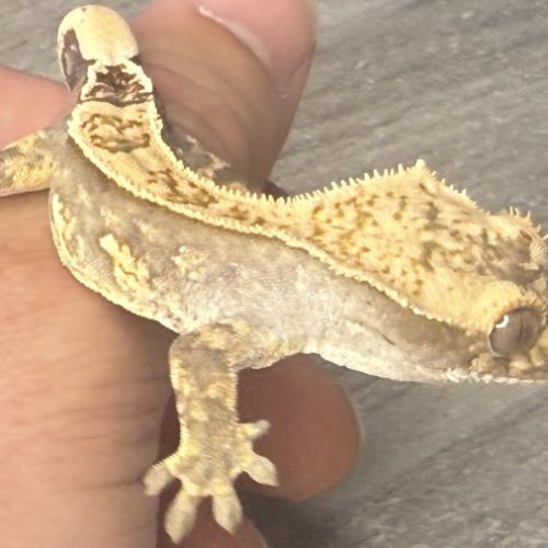 Gecko à crête juvénile #7