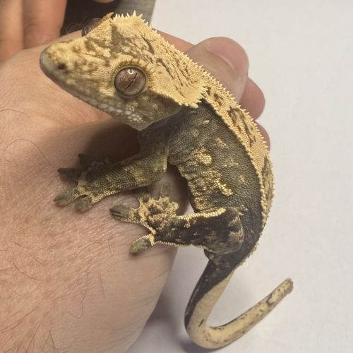 Gecko à crête juvénile