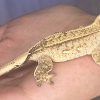 Gecko à crête juvénile