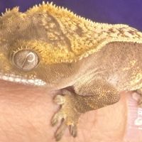 Gecko à crête juvénile #2