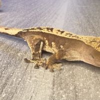 Gecko à crête juvénile #3