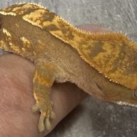 Gecko à crête juvénile #4