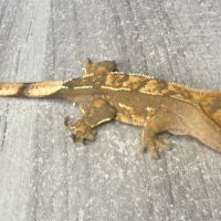 Gecko à crête juvénile #5