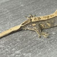 Gecko à crête juvénile #6