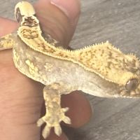 Gecko à crête juvénile #7