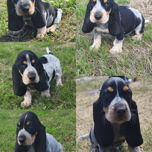 Chiot basset bleu de gascogne #0