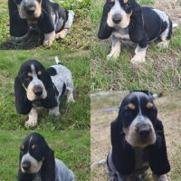 Chiot basset bleu de gascogne
