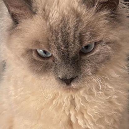 Apollon et athena attendent leur nouvelle famille #1