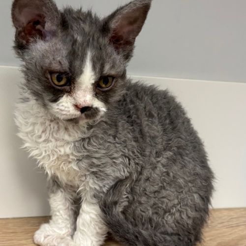 Apollon et athena attendent leur nouvelle famille #6