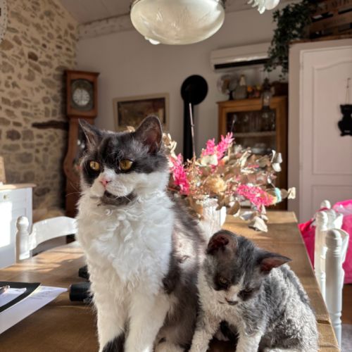 Apollon et athena attendent leur nouvelle famille #7