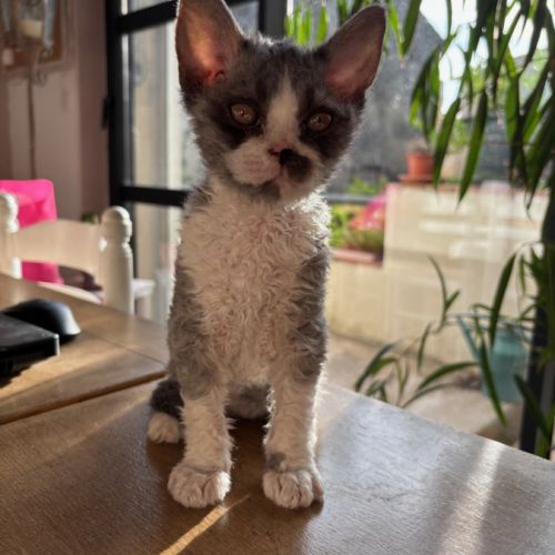 Apollon et athena attendent leur nouvelle famille #8