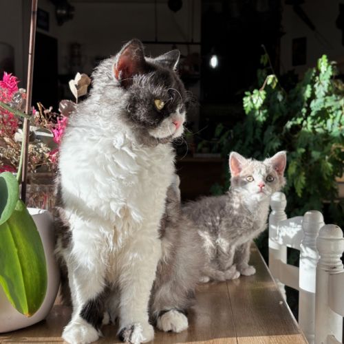 Apollon et athena attendent leur nouvelle famille #9