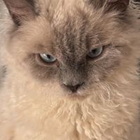 Apollon et athena attendent leur nouvelle famille #1