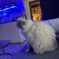 Apollon et athena attendent leur nouvelle famille #2