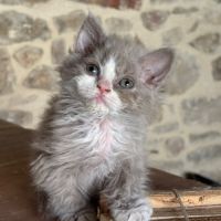 Apollon et athena attendent leur nouvelle famille #3