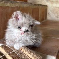 Apollon et athena attendent leur nouvelle famille #0