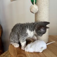 Apollon et athena attendent leur nouvelle famille #5