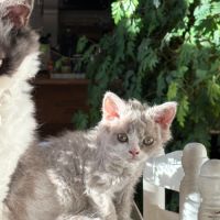 Apollon et athena attendent leur nouvelle famille #10