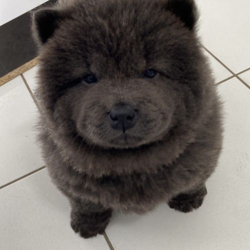 Chiots chow-chow #4