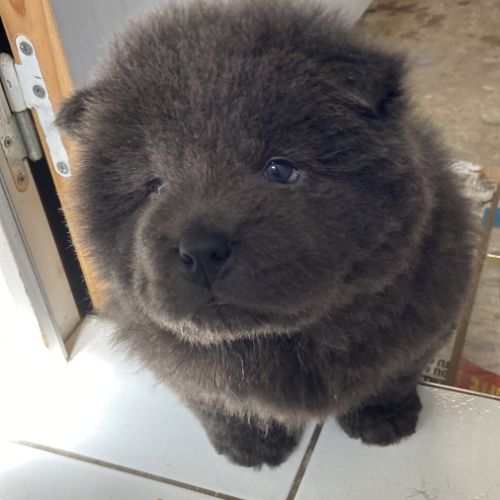 Chiots chow-chow #5