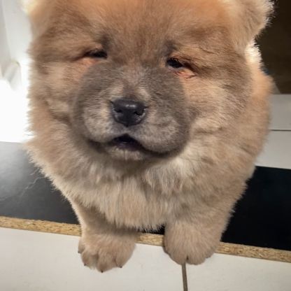 Chiots chow-chow #6