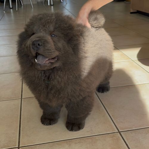 Chiots chow-chow #7