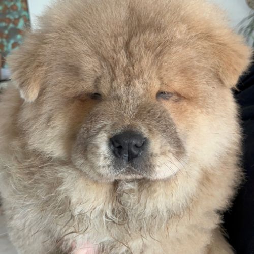 Chiots chow-chow #8